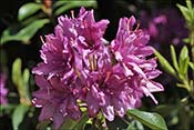 Hyacinthiflorum