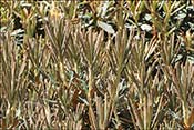 roxieanum var. oreonastes